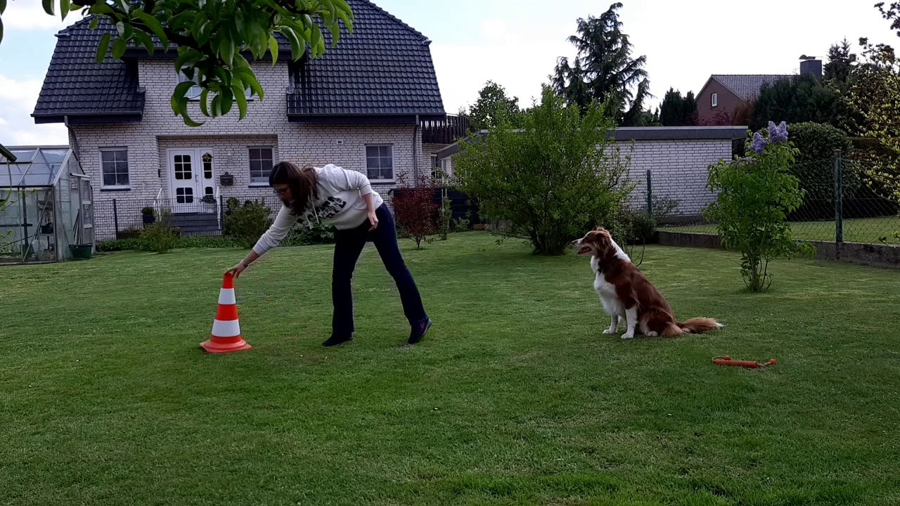 Hundetrick: Hund umrundet einen Gegenstand | Hund lernt umrunden | Hund umrunden beibringen