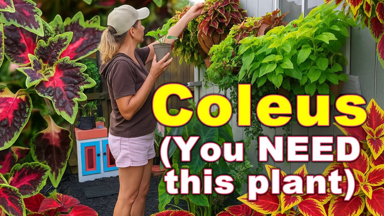 Why I&rsquo;m Obsessed with Coleus | Color, Propagation & Garden Impact