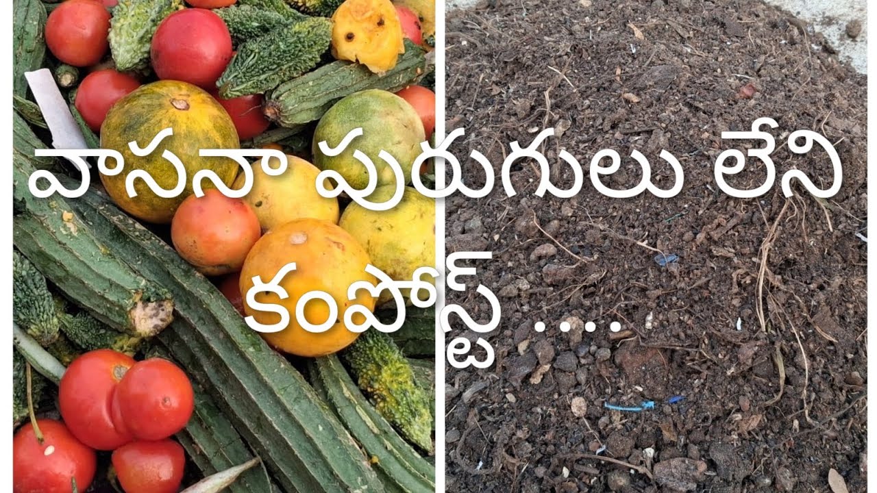 వాసనా పురుగులు లేని కంపోస్ట్  తేలికగా మన ఇంట్లోనే ...