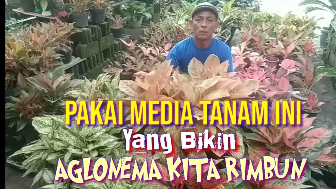 MEDIA TANAM AGLONEMA YANG  BIKIN RIMBUN DAN RUMPUN || Media tanam Aglonema @sigitflorist