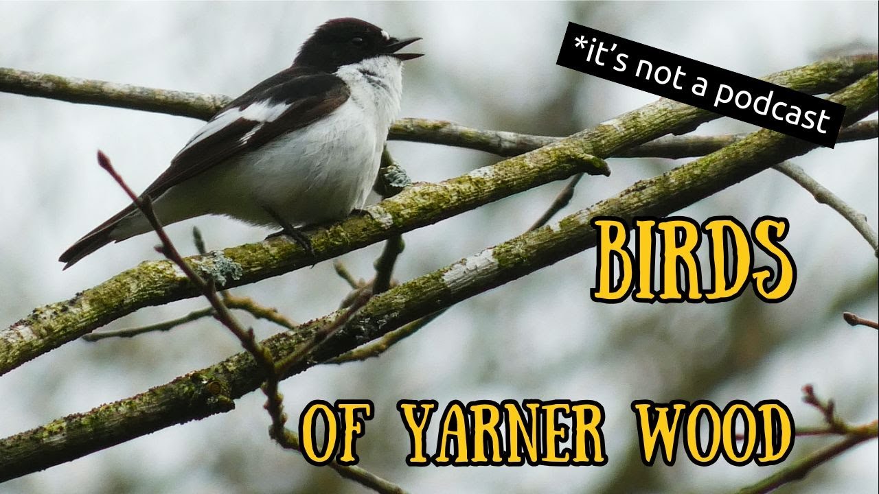 Birds, Birders, Firsts & Lasts - The Dartmoor Podcast Episode Twenty