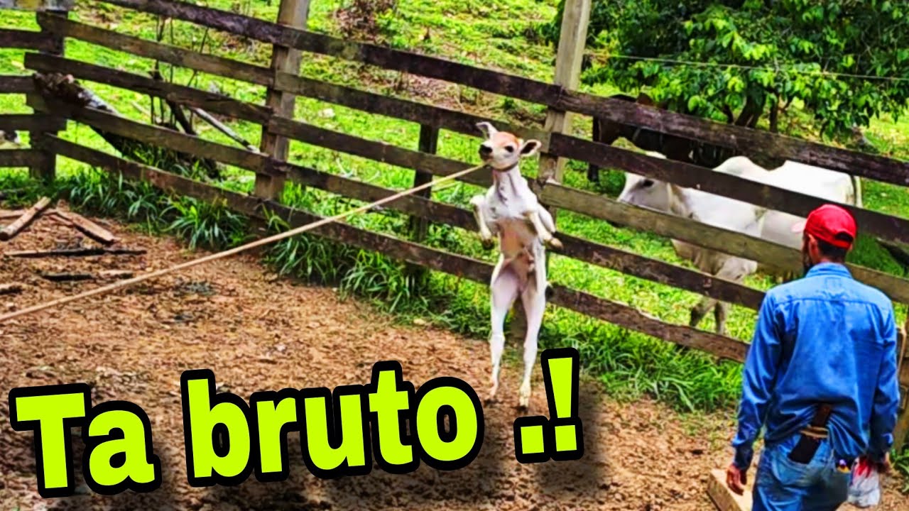 O BICHO É BRUTO.! COMO ESTA OS BEZERROS.!