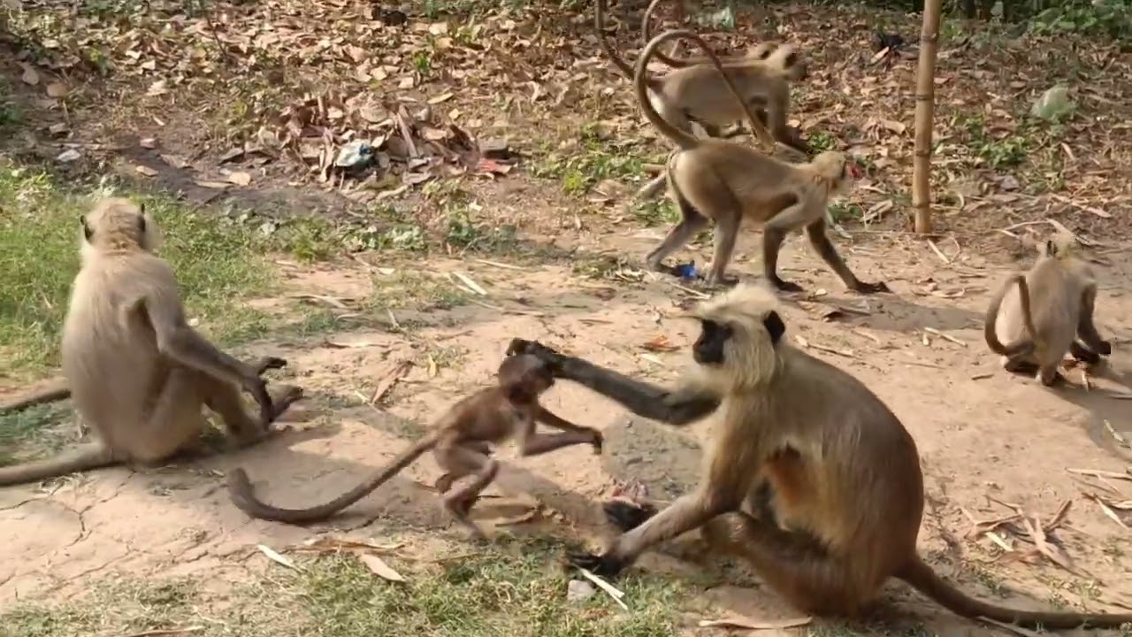 Monkey baby is very angry 😡🐒🐒 funny video 