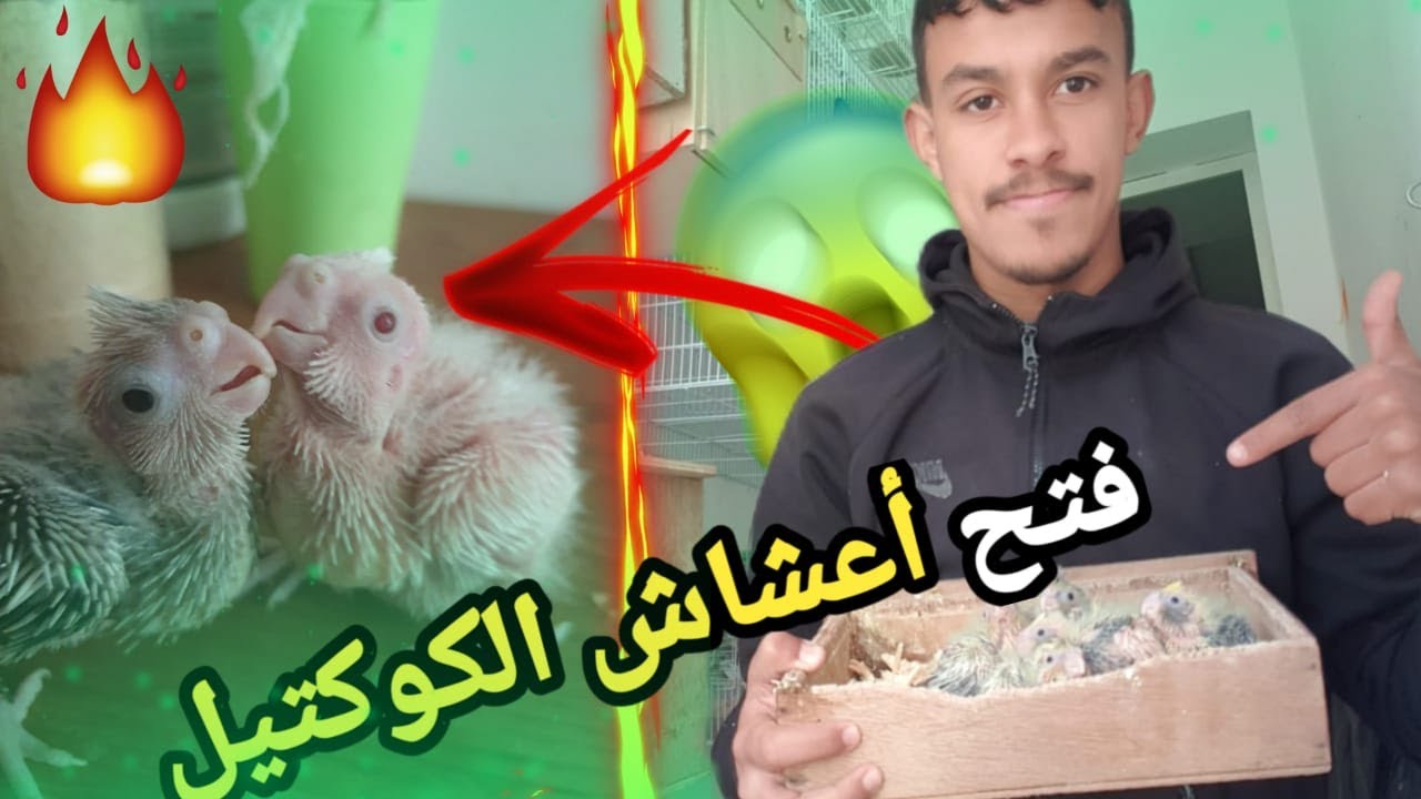 فتح اعشاش الكوكتيل لشهر رمضان
