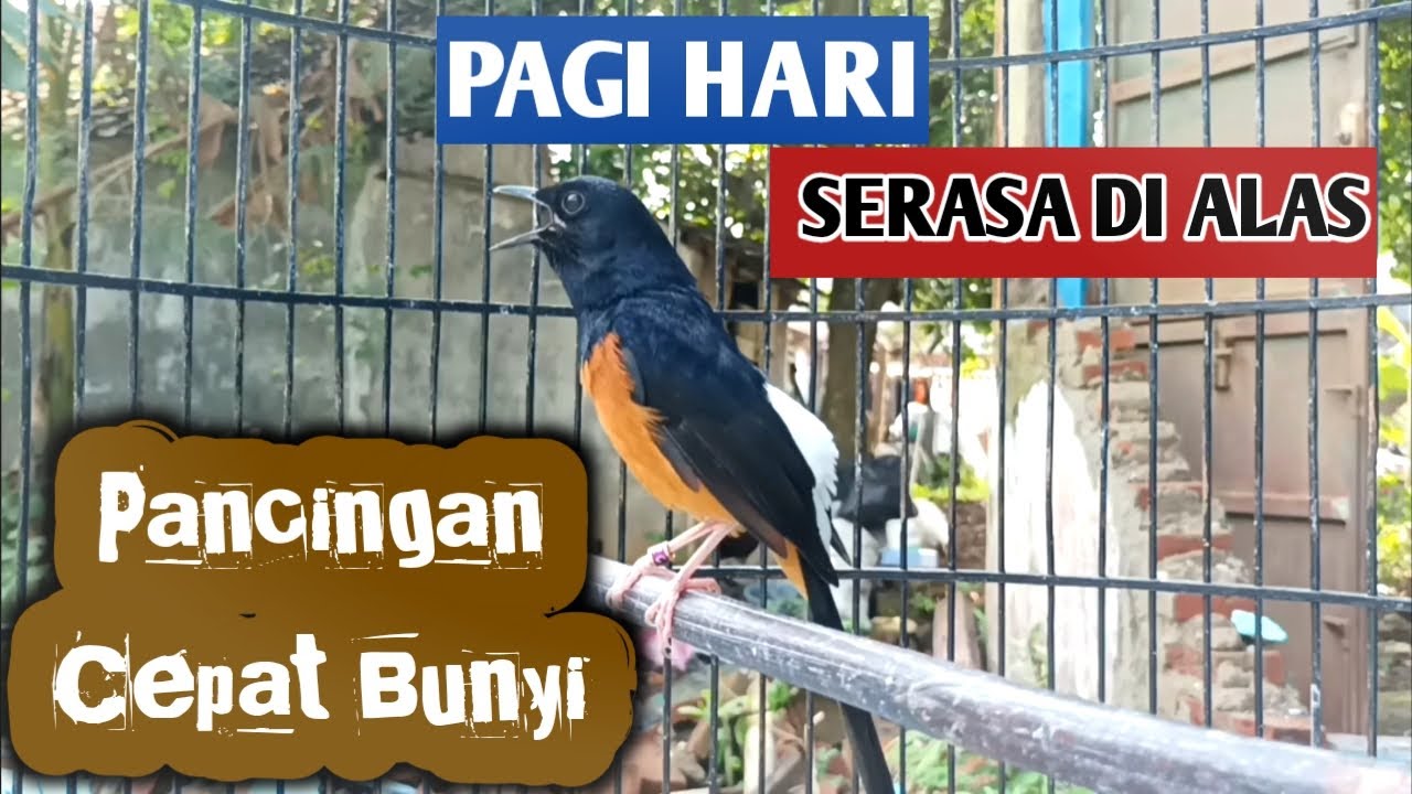 PANCINGAN PAGI-PAGI AGAR MURAI GACOR❗❗ MURAI MACET PASTI NYAUT EMOSI❗❗