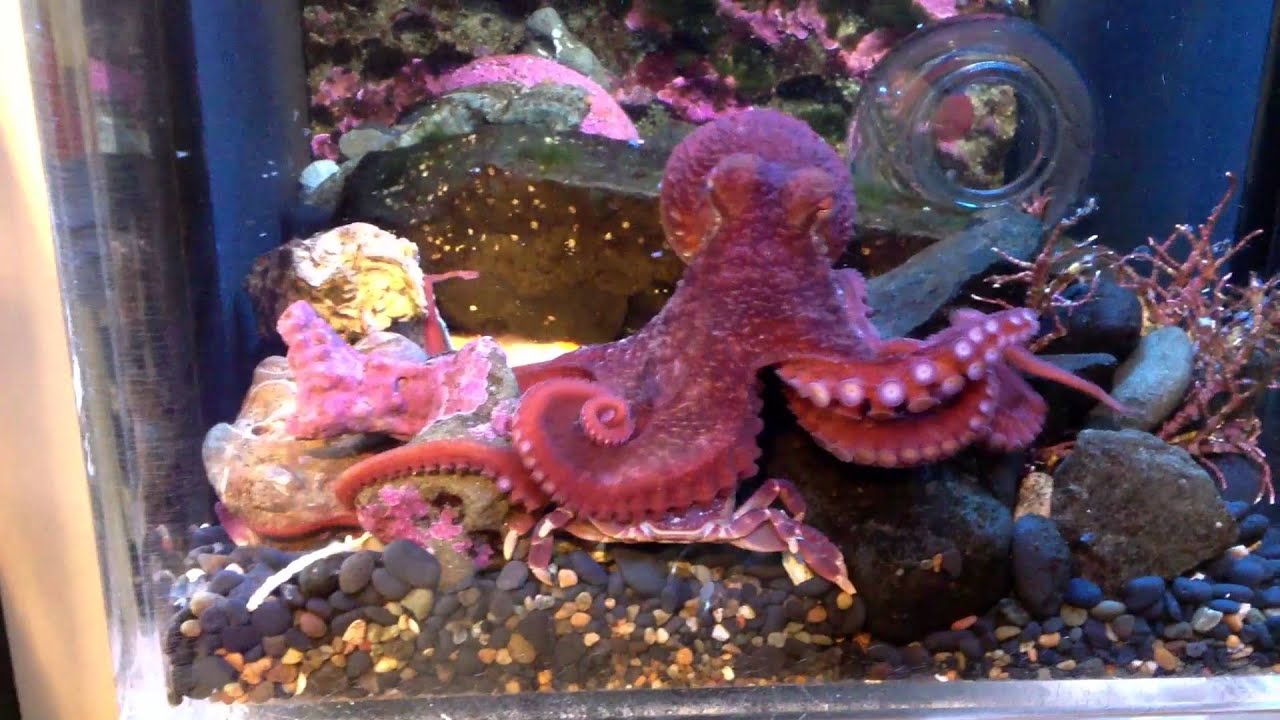 Juvenile Giant Pacific Octopus feeding on a Purple Shore Crab