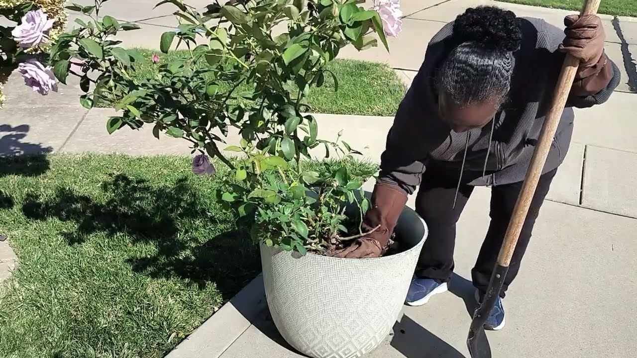 Transplanting 🌹Rose Blue Girl 🌹In Early Fall