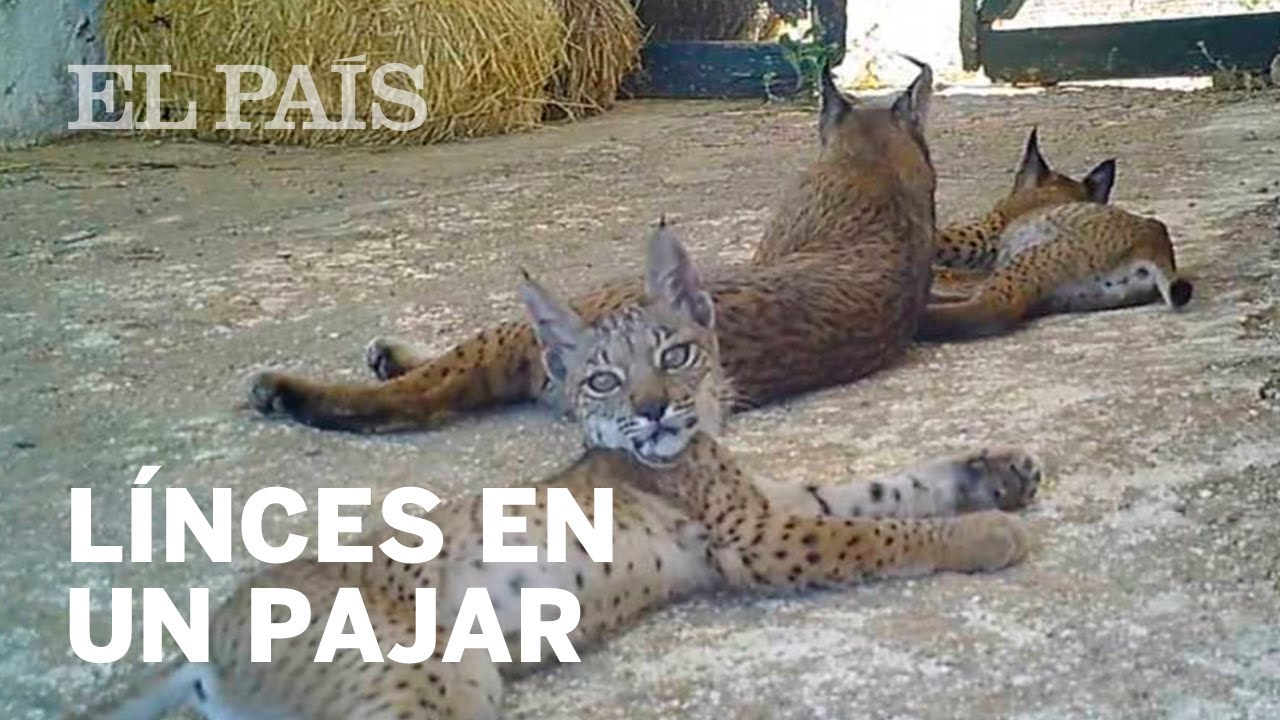 Los CACHORROS de LINCE que se crían en un pajar