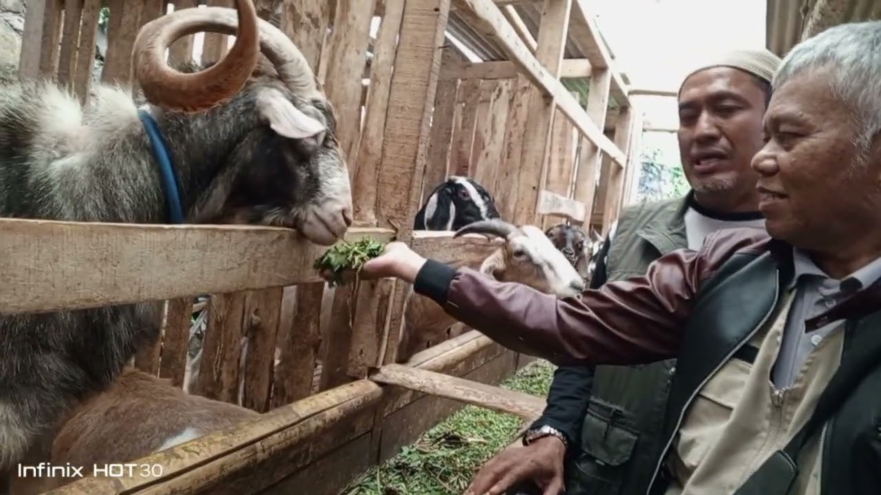Peternakan Kambing  Etawa Cilengkrang Kabupaten Bandung