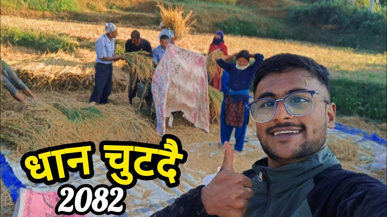 Rice Field Work with Family 😱😁 || Village vlog || Dhan katda Yesto Ramilo Vayo || Sajan Dahal || 