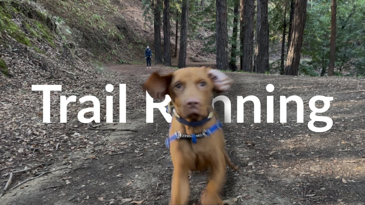First trail run with my Vizsla • Vlog 4