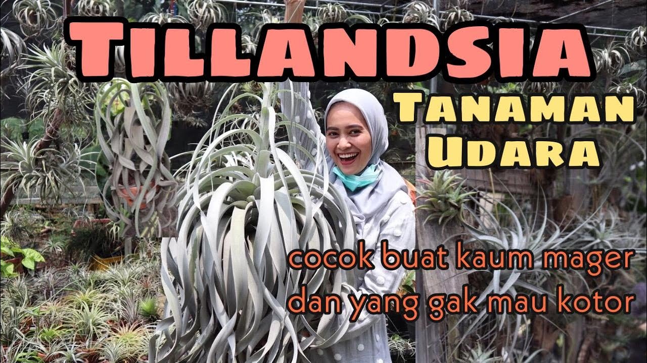 TILLANDSIA TUMBUH DENGAN MEDIA UDARA - EP 31
