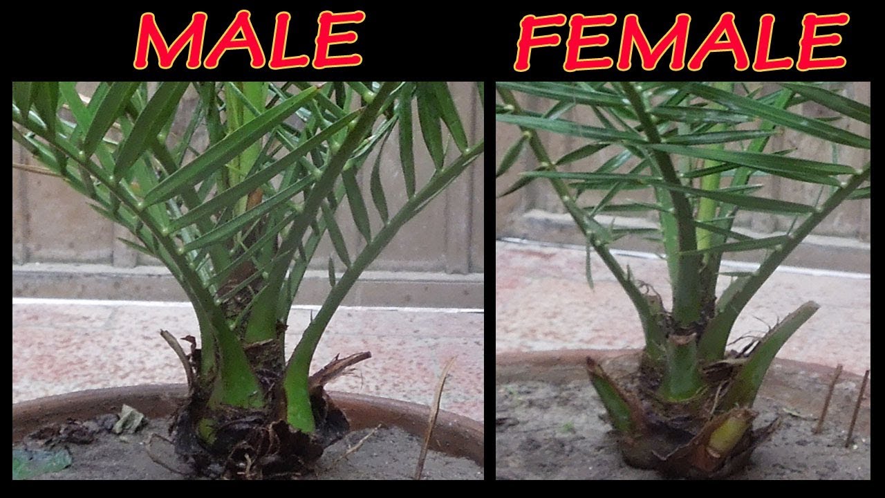 How to Differentiate Male and Female Date Palm at Home |  खजूर में नर और मादा का अंतर कैसे करें