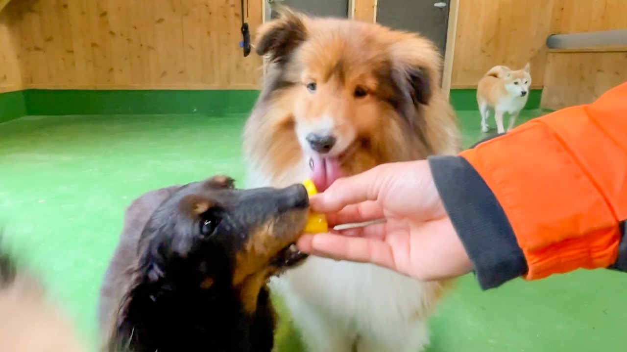 あの果物あげたらワンチャン大集合したww