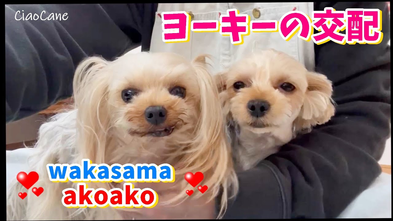 《初公開》ヨーキーの交配！全部見せます！【チャオカーネ】