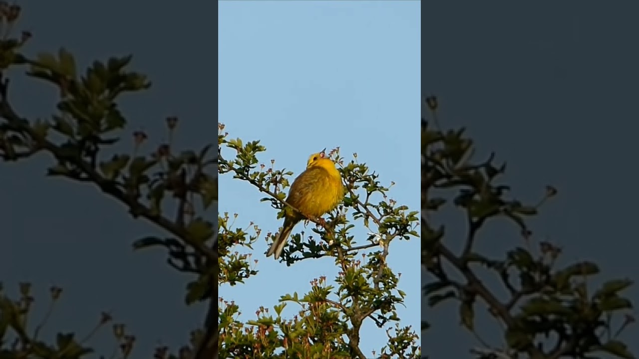 American yellow warbler bird