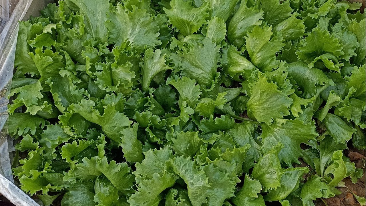 🍅Amazing result! Secret Fertilizer for Fast lettuce🥬 Growth and other veggies! Kitchen Garden Tour 🌼