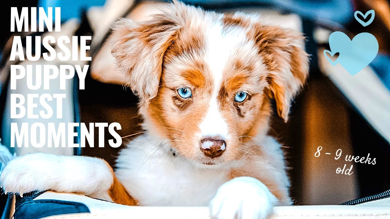 Mini Aussie Puppy best moments - first two weeks at new home