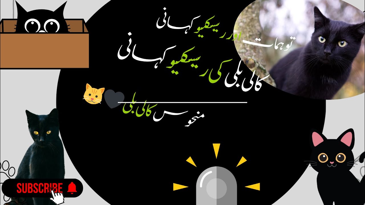 Manhoos Kali Billi 🖤🐱 | Superstitions and Rescue Story