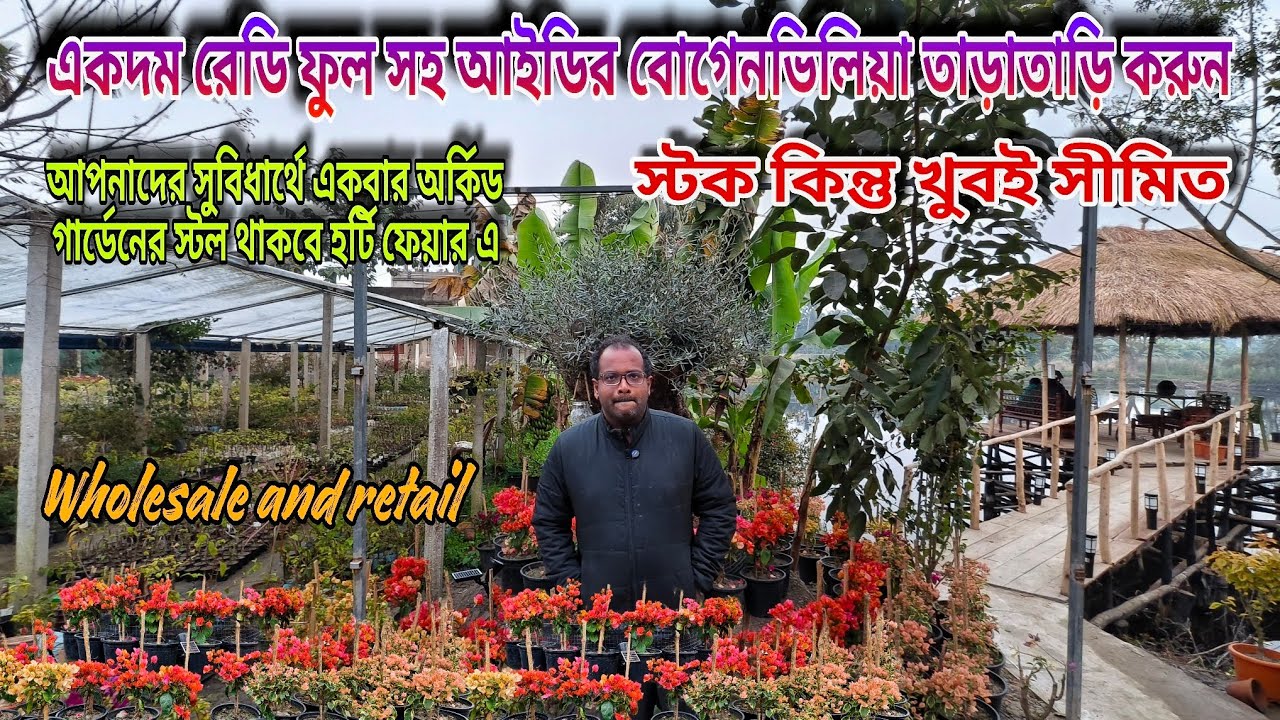 একদম টবে ফুল সহ বাগান বিলাস Con:9330248560 stock সীমিত / Orchid Garden Nursery