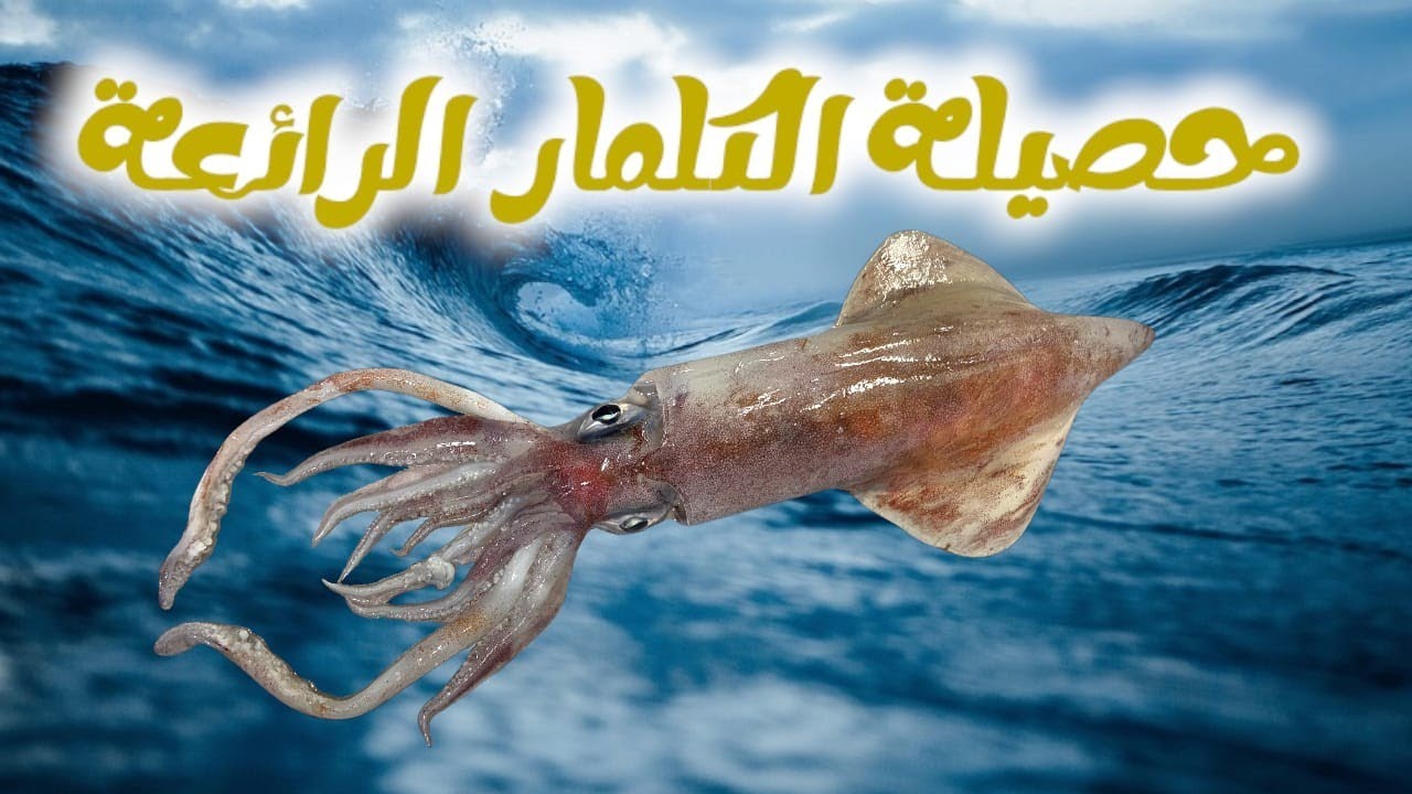صيد الكلمار العملاق في المضيق بي القصبة تقنية #eging  #moroco #fishing #mdiq