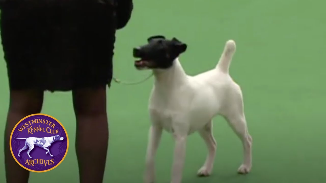 WKC Archives: Smooth Fox Terrier, Dodger