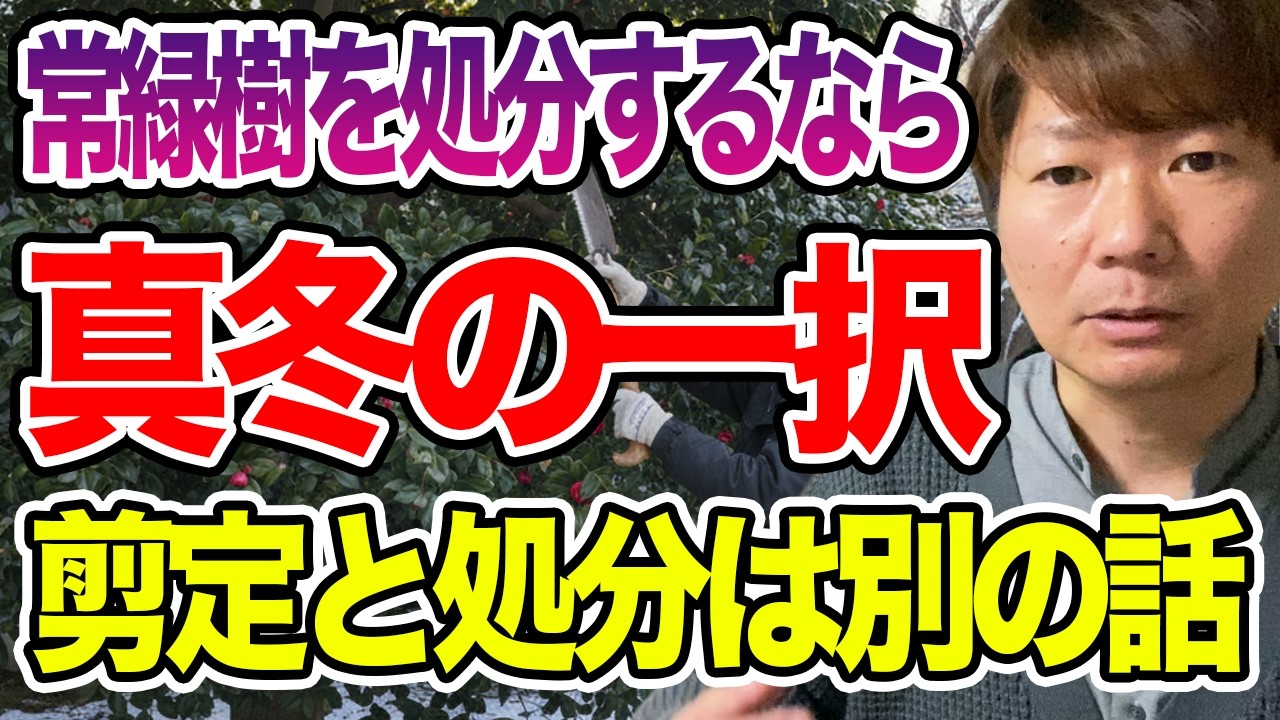 まだ春に切ってますか？常緑樹“処分前提”なら真冬一択