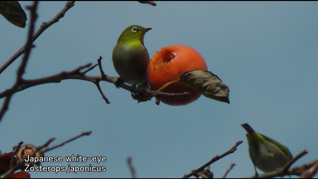 Japanese Wild Birds 2 (HD)