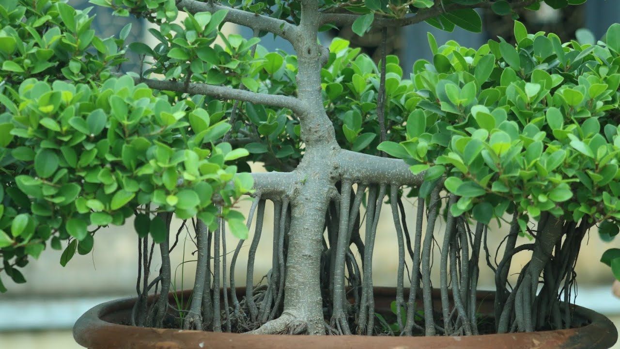 | How to working Big Bonsai tree Branch Developing process | Bonsai Artisan | বনসাই | KH. AQIB |