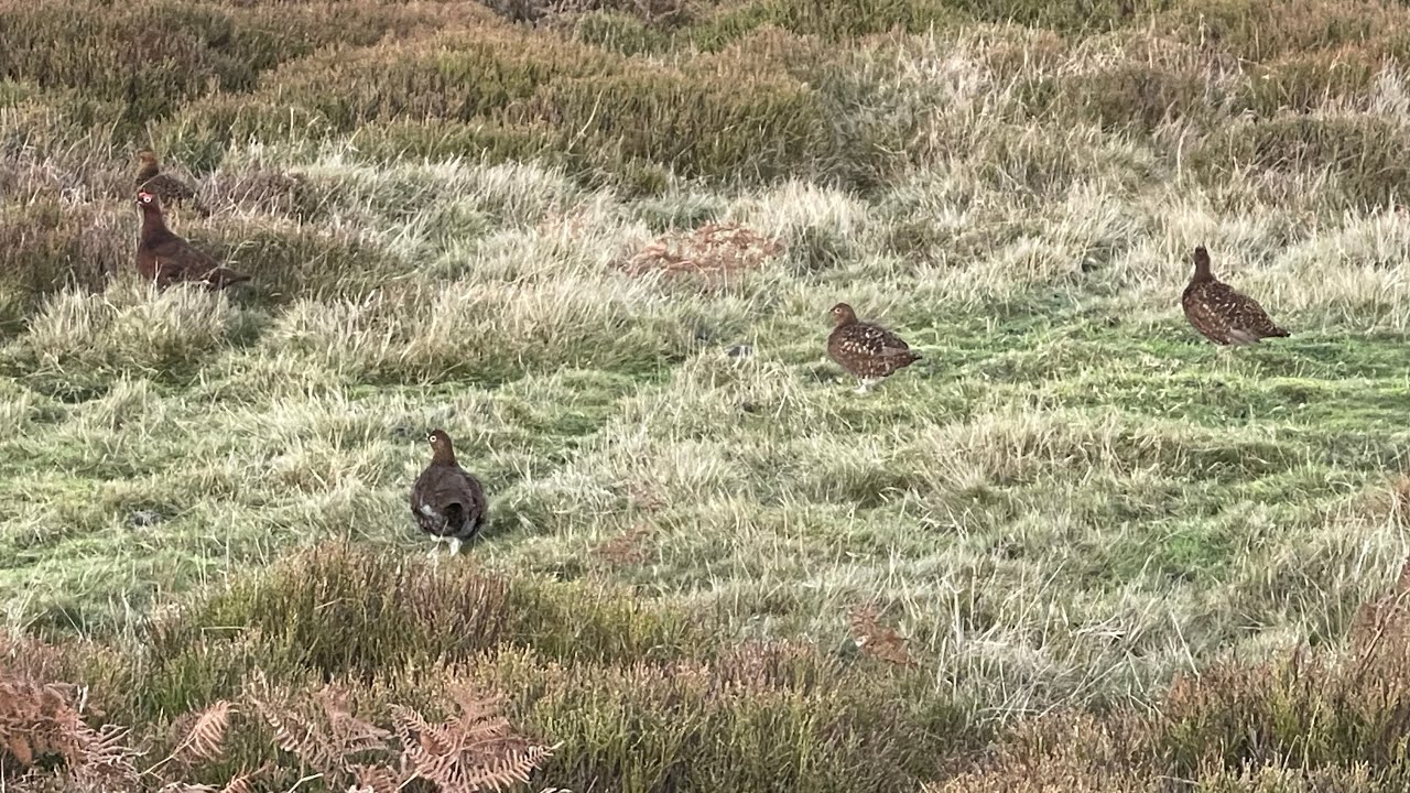 Falconry. Yorkshire November grouse 2025 