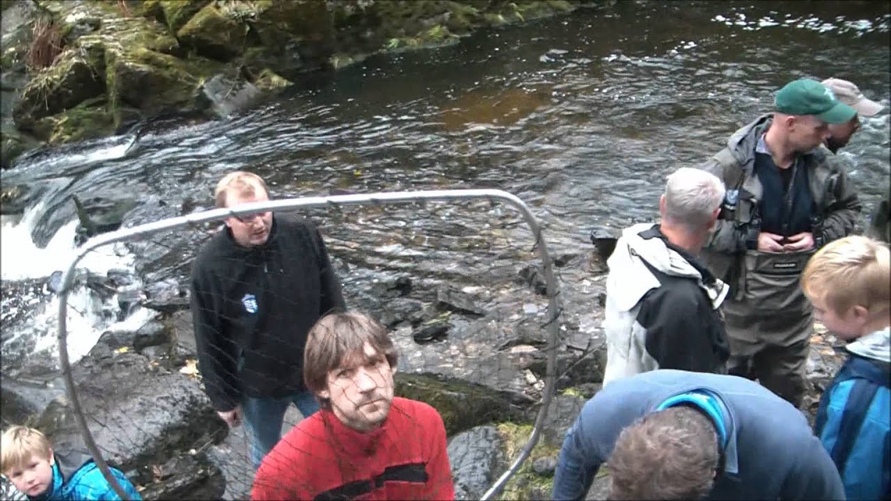 Stamfiske i Storelva