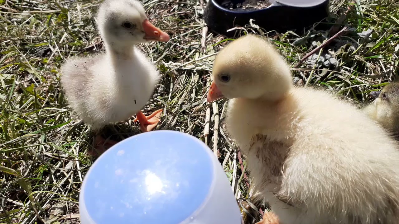 The goslings are drinking.