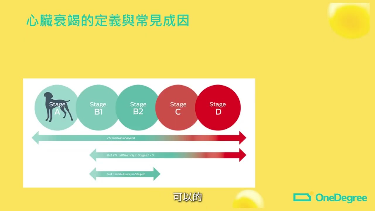 #香港寵物節2026 講座精華🐱Dr. Kaylen話你聽貓狗都會心衰竭及中風！