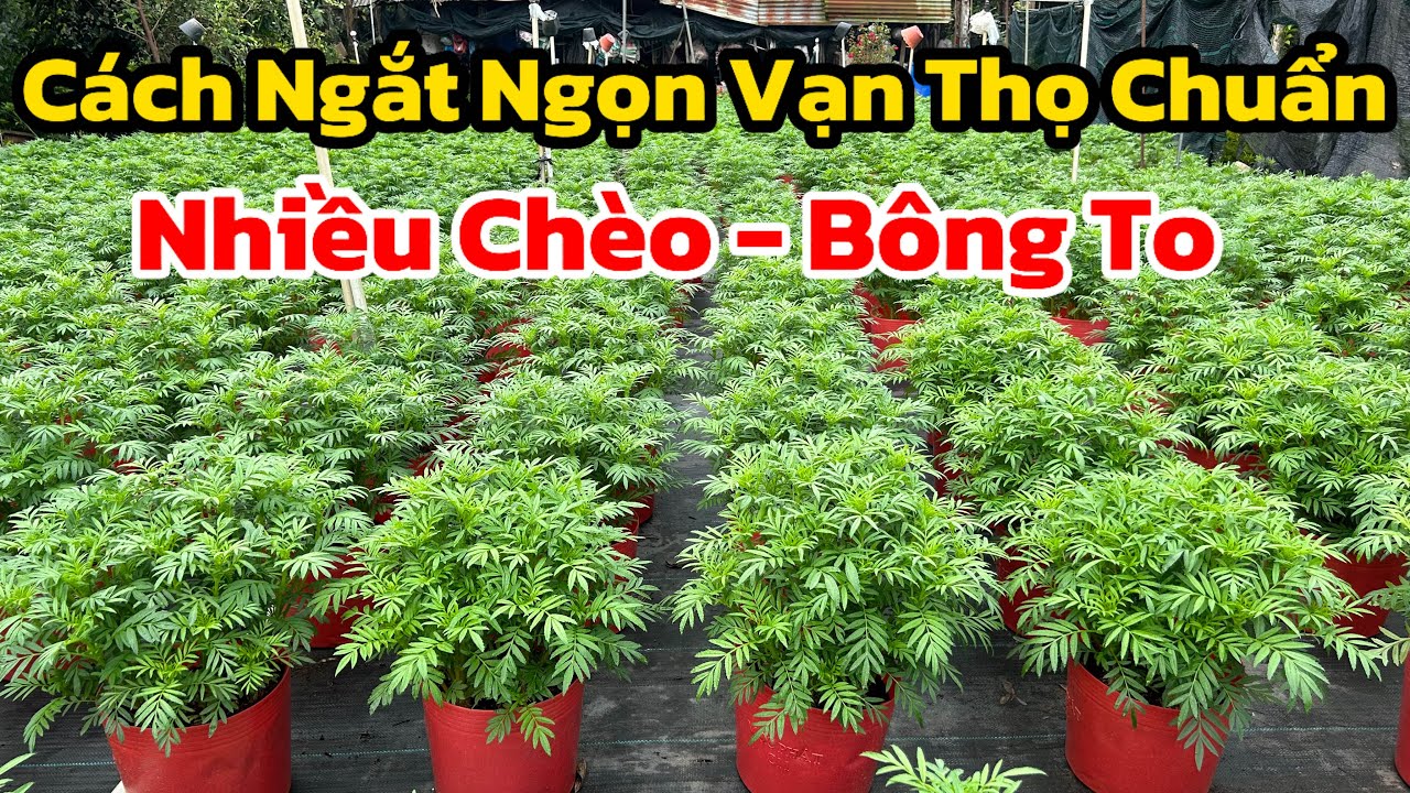 Cách Ngắt Ngọn Hoa Vạn Thọ Được Nhiều Bông - Bông To Và Bung Chèo
