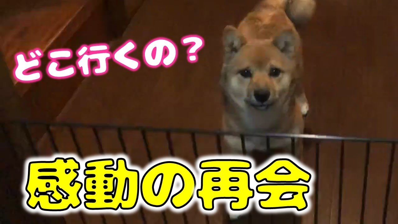 柴犬（豆柴）みかんと初めて離れ離れ…。そして感動の再会♪