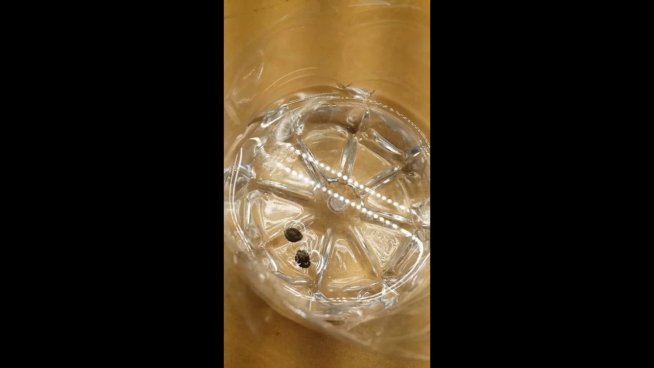 BUBBLE PONICS