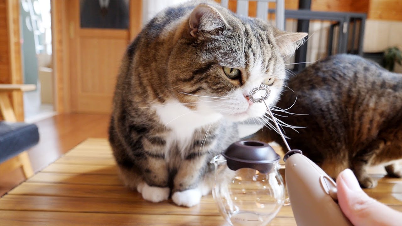 ふわふわフォームドミルクとねこ。-Foamed Milk and Cats.-