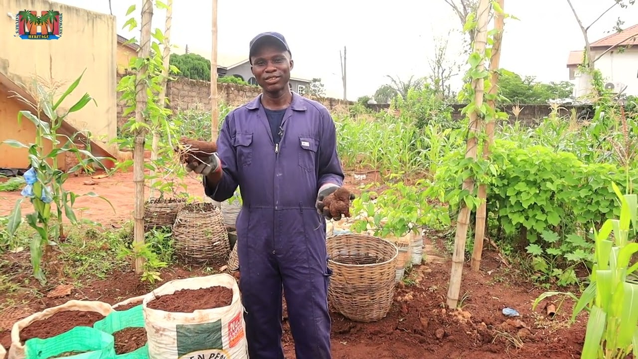 Yam-in-sacks: Can I grow yams in a flooded area? Let's find out!