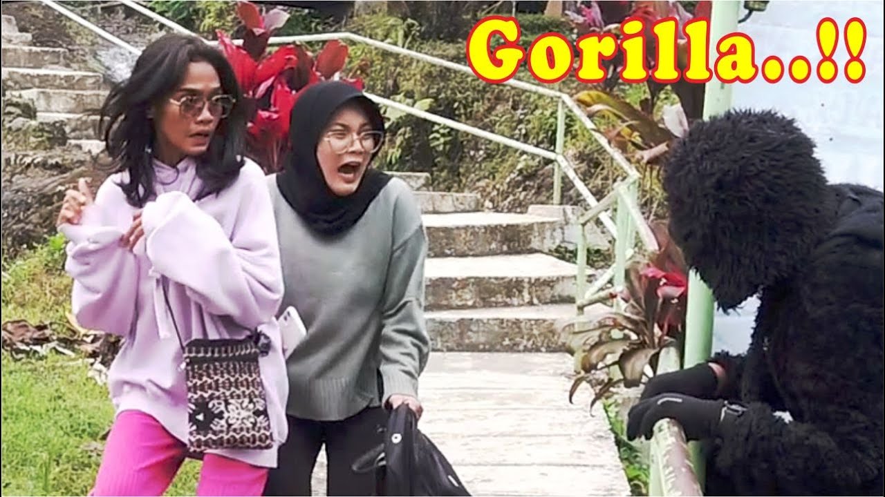 Ada Gorila sembunyi di semak-semak..!! Funny video