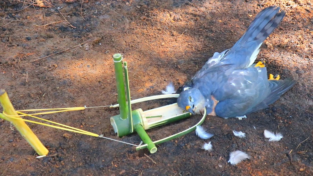 making amazing trap for bird in forest working 100%