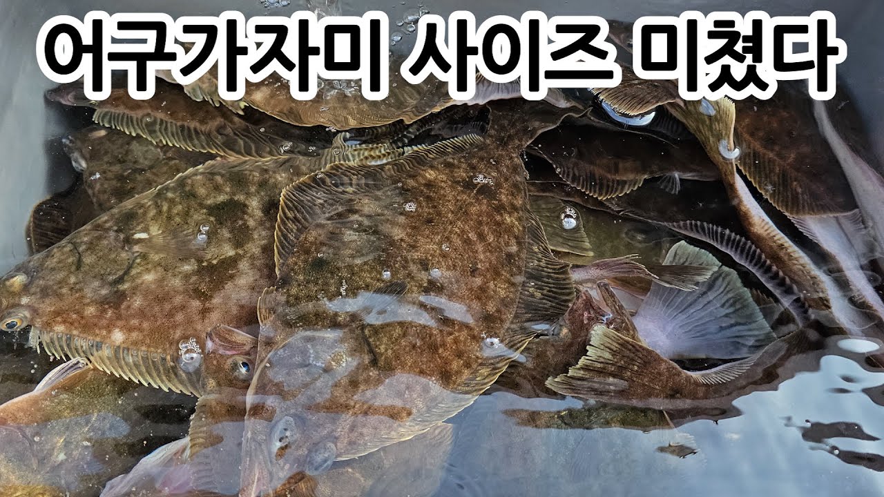 역대급 사이즈들이 줄줄이 나오는 고성 어구가자미 낚시 #승리호