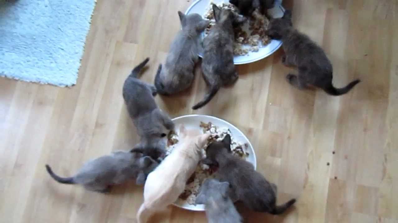 Burmese kittens eating and talking yum yum yum