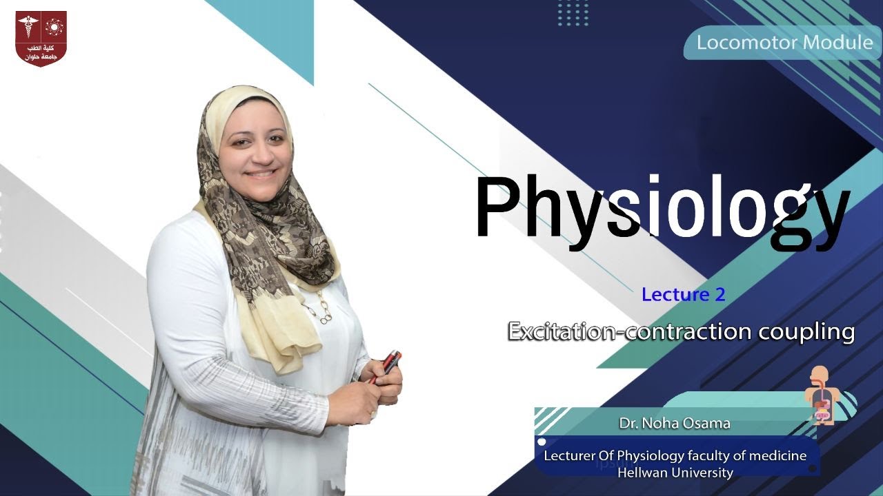 2. Excitation - contraction coupling