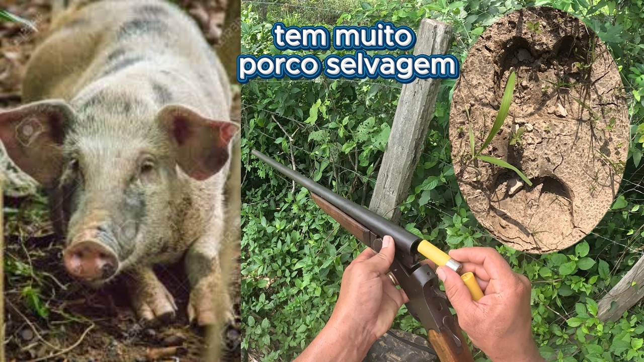 caçada de porco selvagem eles estão escondido...🐖🎯