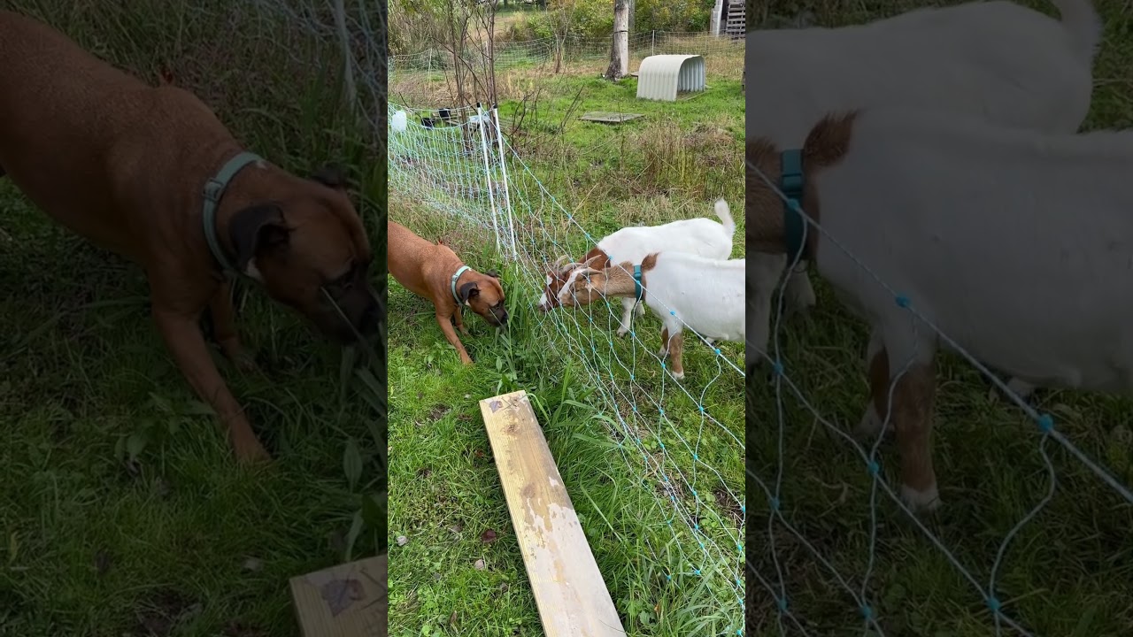 Dog feels electric fence. #goat #shocked #dog