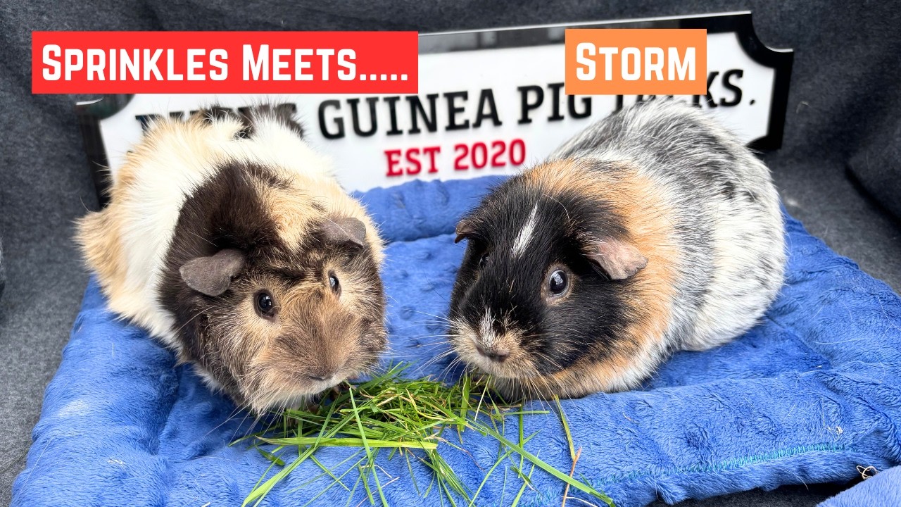 Небольшой дождь и гроза! 🐹💫 Так что почти всё в порядке... почти..!