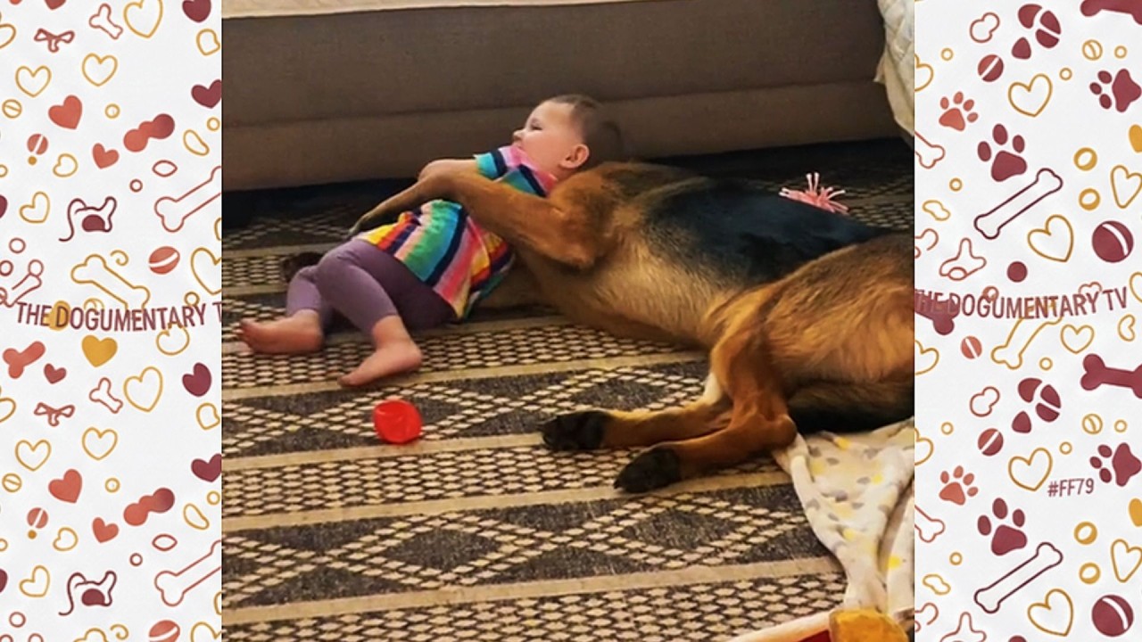 100 Pound German Shepherd's Reaction When He Meets The Baby Will Touch Your Heart