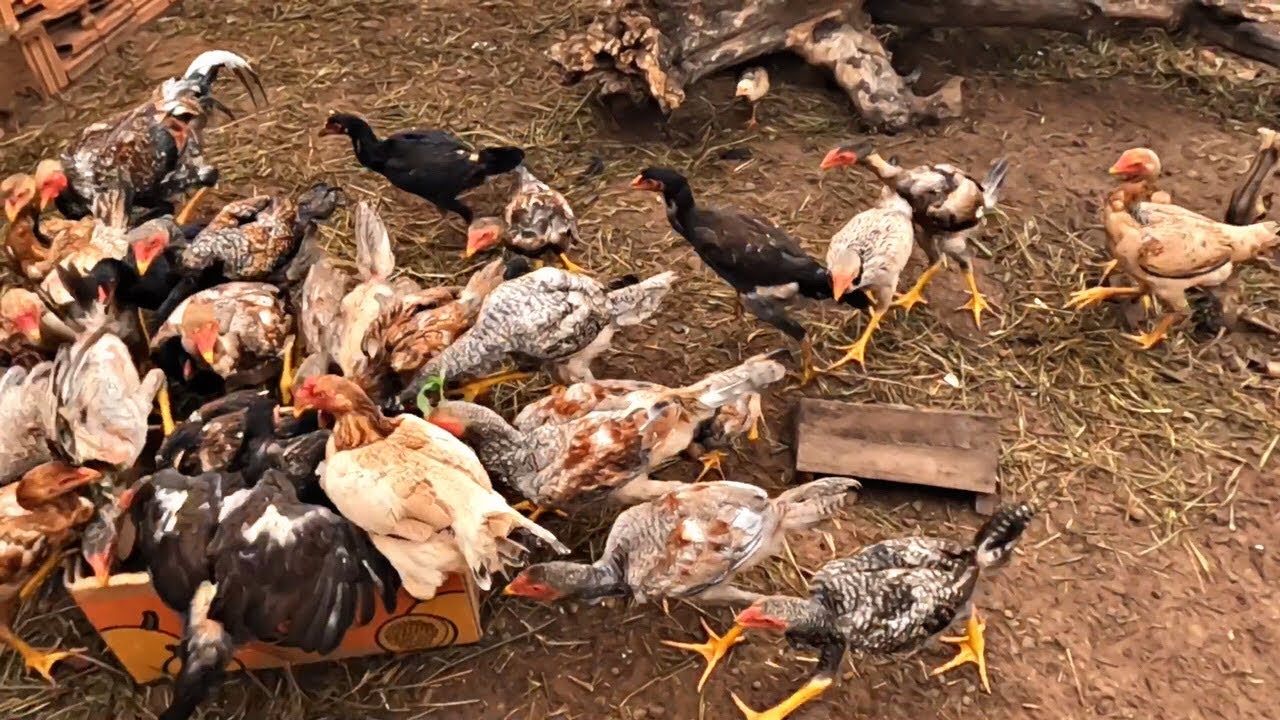 DEPOIS DESSA CHUVA LUCRATIVA🙌 / VEJA COMO FICOU O GALINHEIRO🐔🐓……