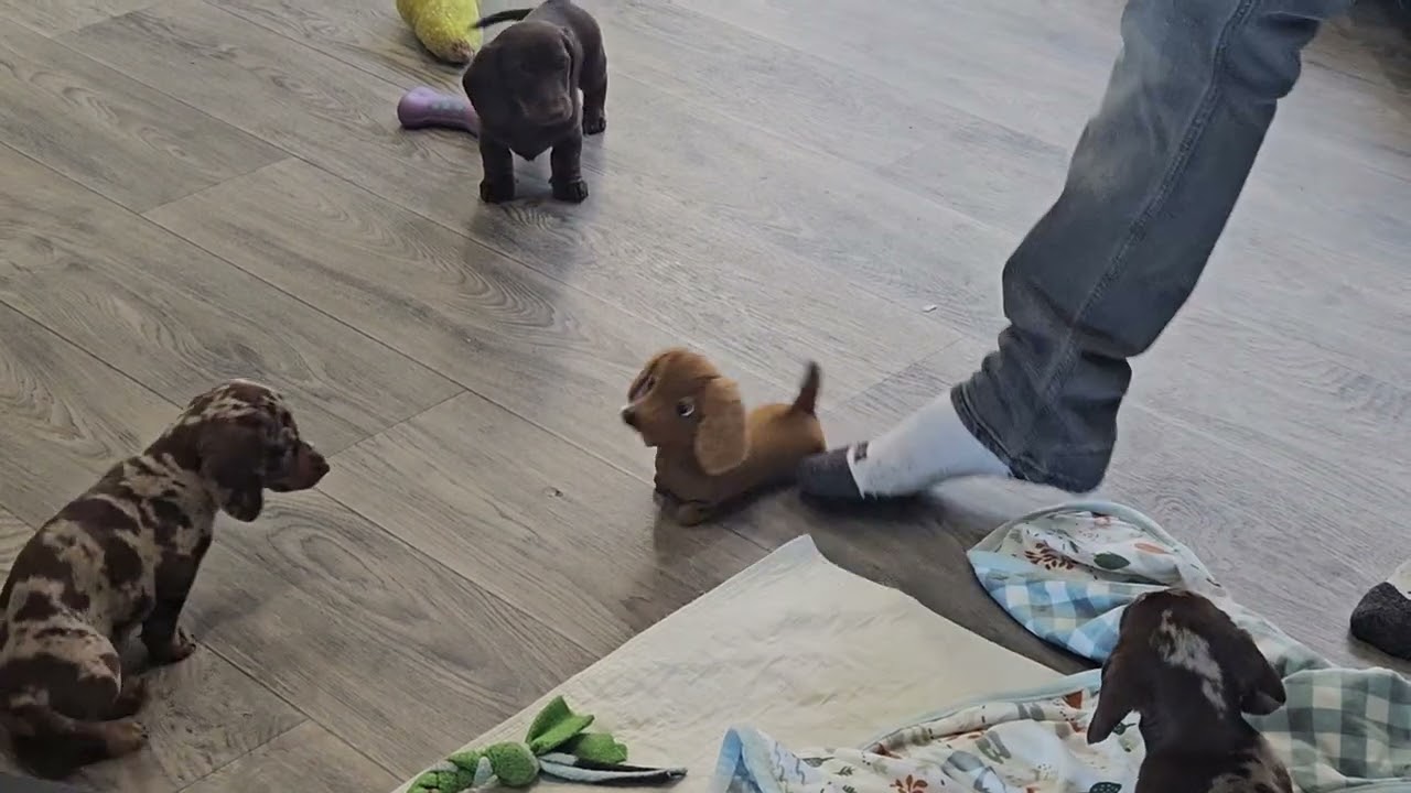 01282026 Dapple Male Puppy 8 Weeks Old