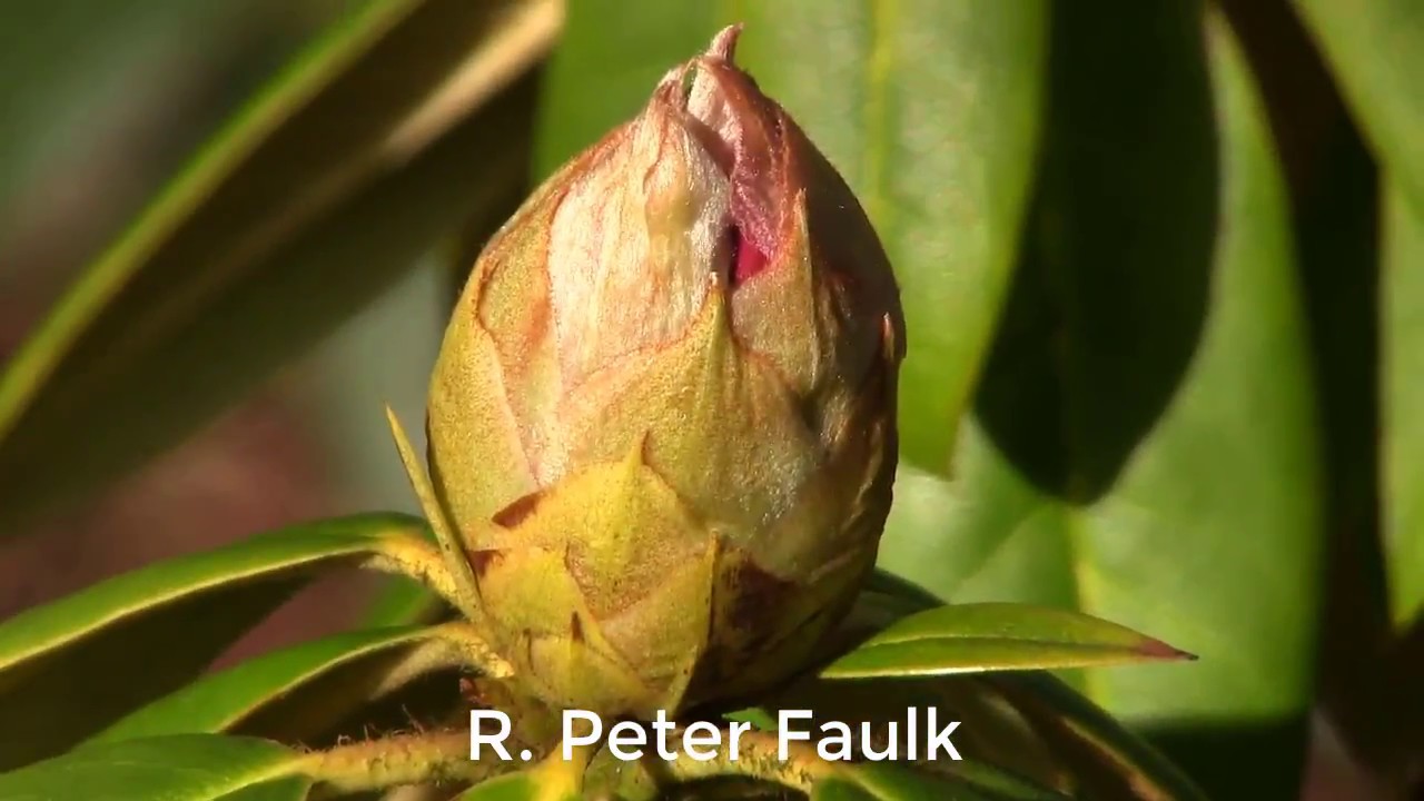 Buds and Blooms (Part 1) | Huge Buds are Swelling and Getting Ready to Bloom